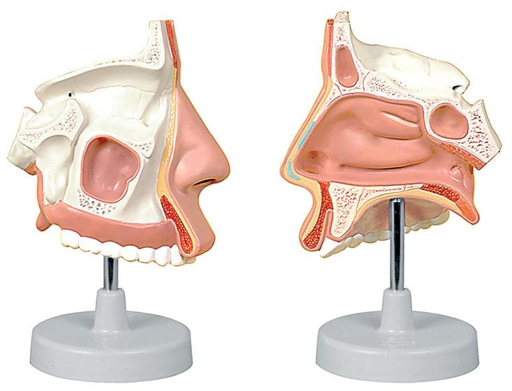 Cavità Nasali Modellino Anatomico
